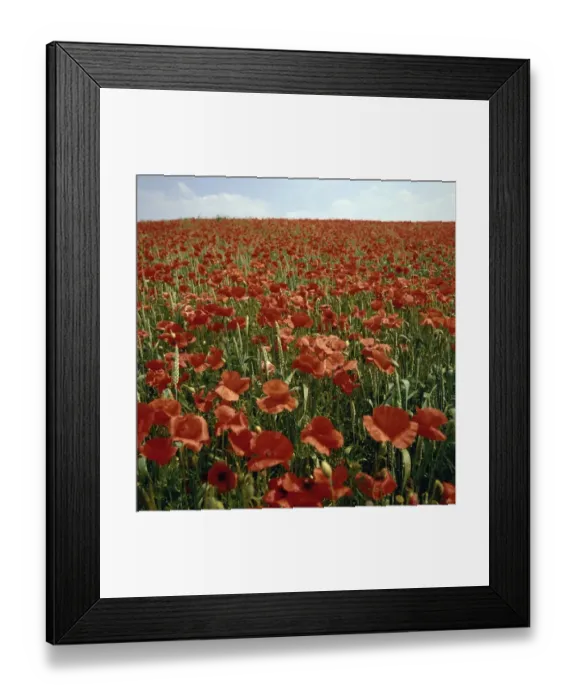 Framed Print : Field of Bright Red Poppy Flowers Framed Print : Field of Bright Red Poppy Flowers
