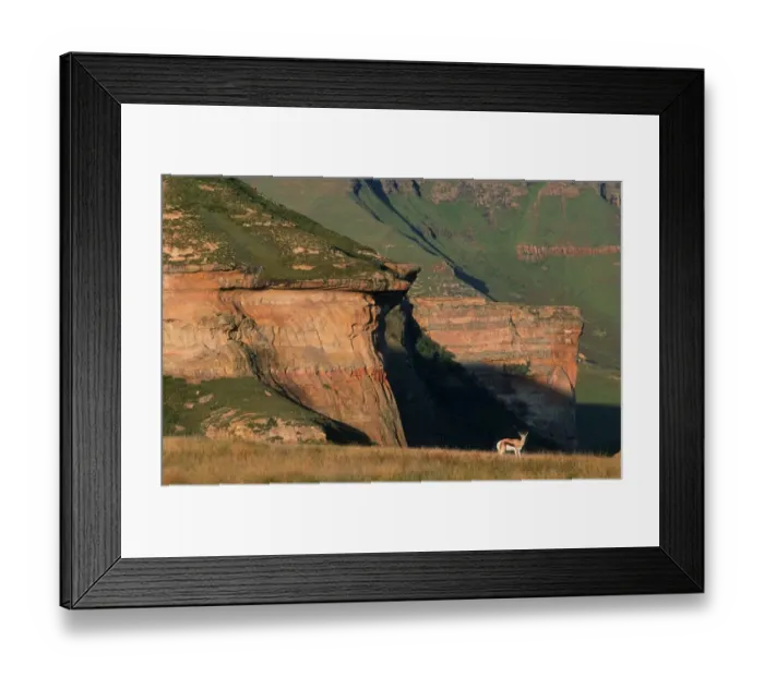 Framed Print : Lone Springbok (Antidorcas marsupialis) on Mountainous Landscape Framed Print : Lone Springbok (Antidorcas marsupialis) on Mountainous Landscape