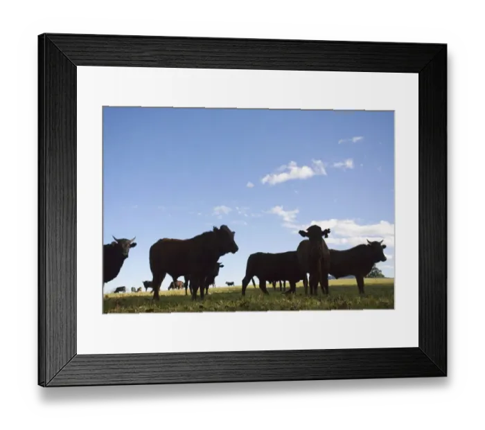 Framed Print : Silhouette of Cattle on Farm Framed Print : Silhouette of Cattle on Farm