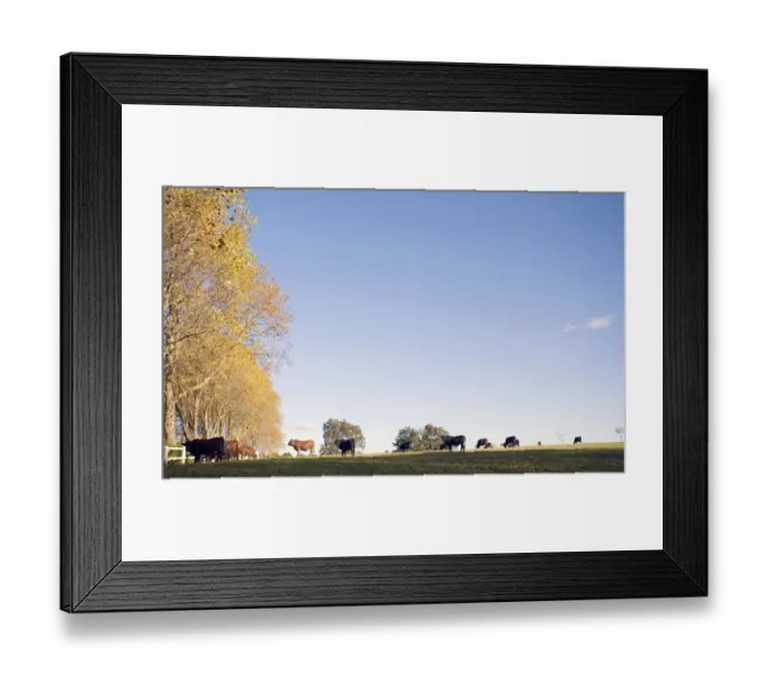 Framed Print : Herd of Cattle in Field Framed Print : Herd of Cattle in Field