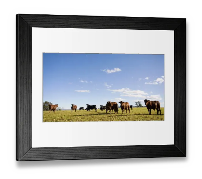 Framed Print : Cattle Herd Grazing Framed Print : Cattle Herd Grazing
