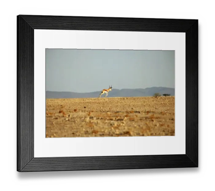 Framed Print : Lone Springbok (Antidorcas marsupialis) on Plain Framed Print : Lone Springbok (Antidorcas marsupialis) on Plain