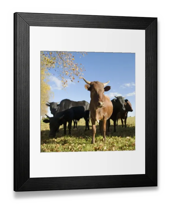 Framed Print : Close-Up of Cattle Herd Grazing Framed Print : Close-Up of Cattle Herd Grazing