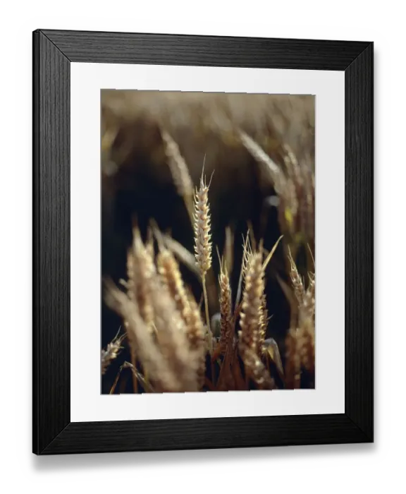 Framed Print : Close-Up of a Young Wheat Crop Framed Print : Close-Up of a Young Wheat Crop