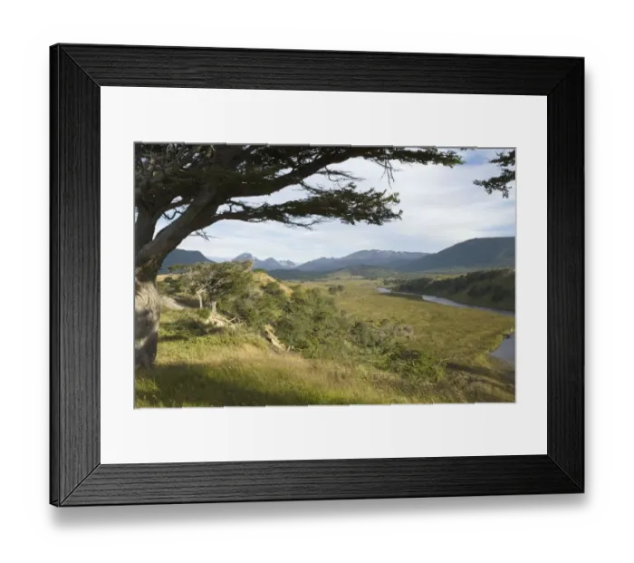 Framed Print : Flag / Beech Trees (Arboles bandera) - View Over Valley Landscape Framed Print : Flag / Beech Trees (Arboles bandera) - View Over Valley Landscape