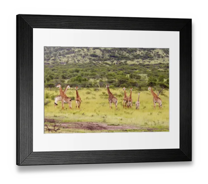 Framed Print : View of Giraffe (Giraffa camelopardalis) Herd in Bushveld Framed Print : View of Giraffe (Giraffa camelopardalis) Herd in Bushveld