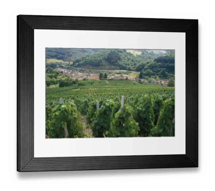 Framed Print : View Over Vineyards to a Small Town Framed Print : View Over Vineyards to a Small Town