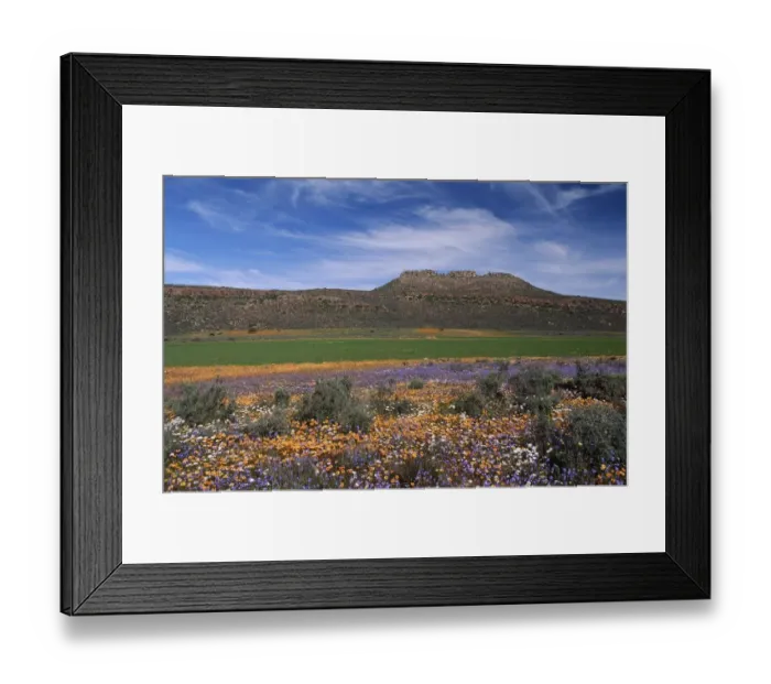 Framed Print : Field Of Flowers