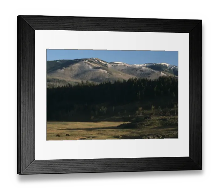 Framed Print : Pair of Bison (Bison bison) Grazing in the Field
