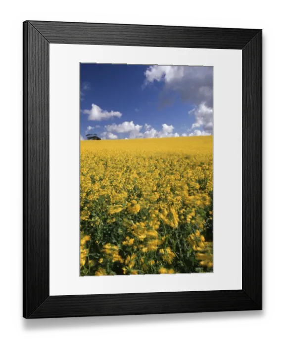 Framed Print : A Field of Yellow Canola Flowers Blowing in the Wind Framed Print : A Field of Yellow Canola Flowers Blowing in the Wind