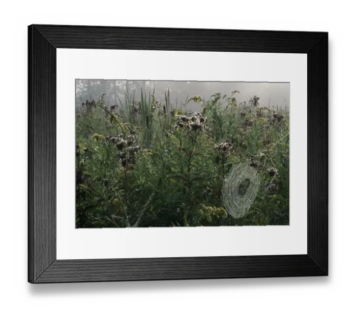 Framed Print : Portrait of a Spiders Web in Dense Wetlands Framed Print : Portrait of a Spiders Web in Dense Wetlands