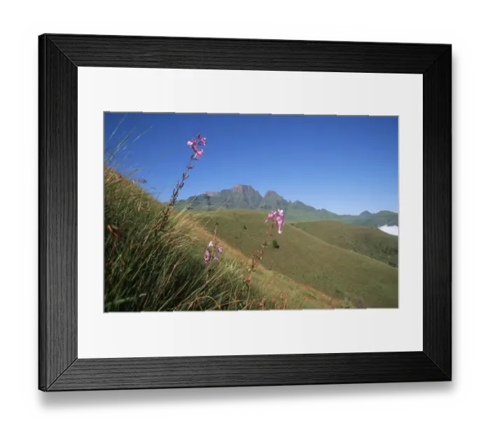 Framed Print : Scenic View of Wild Flowers and a Mountain Framed Print : Scenic View of Wild Flowers and a Mountain