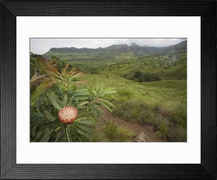 Framed Print : Protea & Lush Mountain Landscape Framed Print : Protea & Lush Mountain Landscape