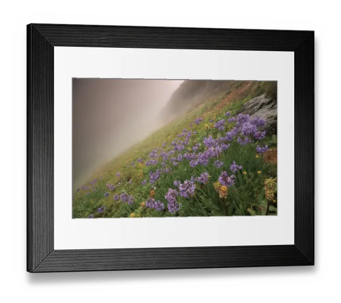 Framed Print : Misty Field of Purple Agapanthus Framed Print : Misty Field of Purple Agapanthus