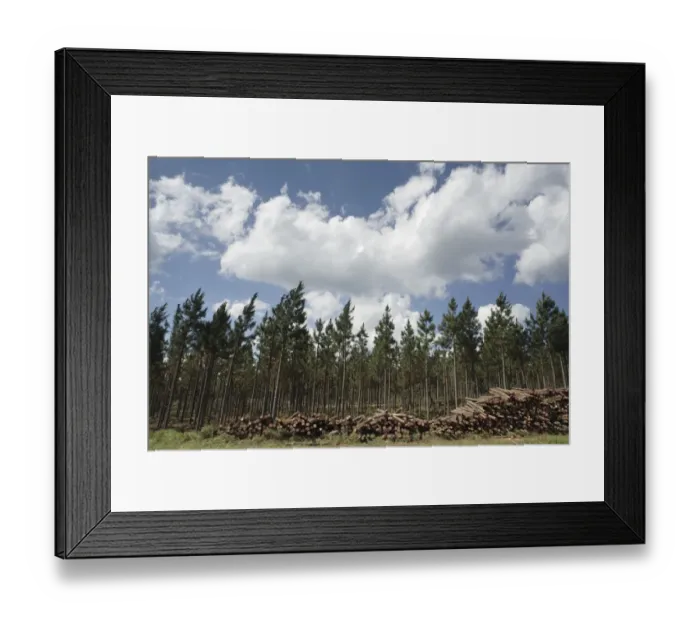 Framed Print : Portrait of a Pine Tree Plantation with Pine Logs Stacked in the Foreground Framed Print : Portrait of a Pine Tree Plantation with Pine Logs Stacked in the Foreground