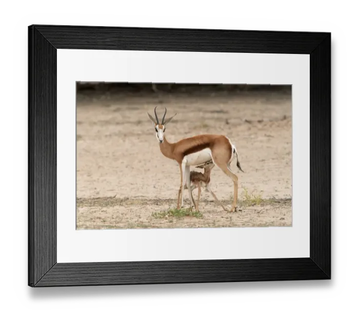Framed Print : Newborn Springbok (Antidorcas marsupialis) Lamb Suckling