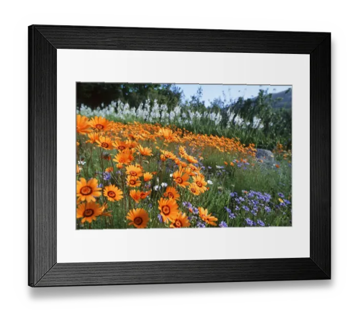 Framed Print : Portrait of a Field of Daisies in Bloom Framed Print : Portrait of a Field of Daisies in Bloom