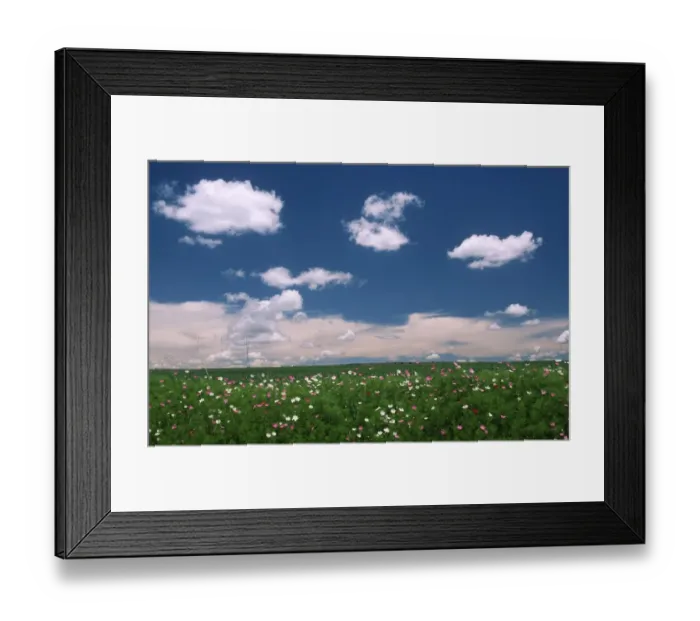 Framed Print : Scenic View of a Cosmos and Maize Field Framed Print : Scenic View of a Cosmos and Maize Field