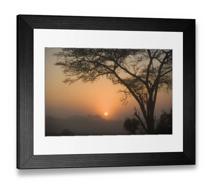 Framed Print : Umbrella Thorn Acacia Trees on Bushveld Plain at Sunset Framed Print : Umbrella Thorn Acacia Trees on Bushveld Plain at Sunset