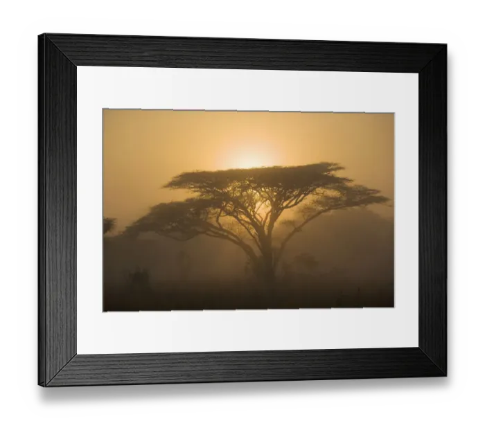 Framed Print : Umbrella Thorn Acacia Trees on Bushveld Plain at Sunset Framed Print : Umbrella Thorn Acacia Trees on Bushveld Plain at Sunset