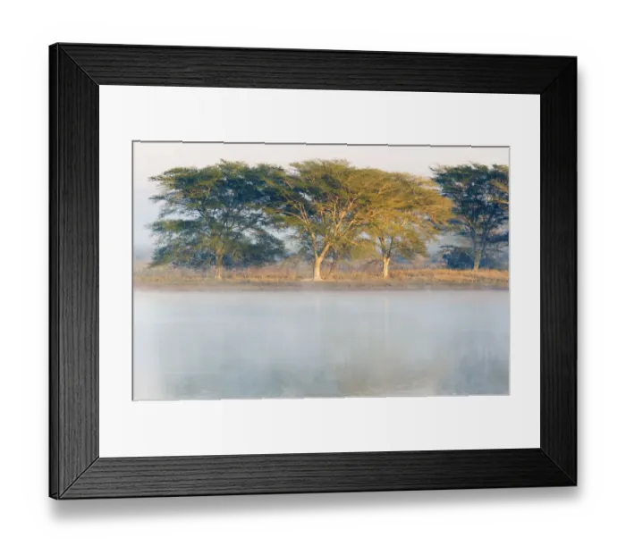 Framed Print : Umbrella Thorn Acacia Trees on Bushveld Plain at Dawn Framed Print : Umbrella Thorn Acacia Trees on Bushveld Plain at Dawn