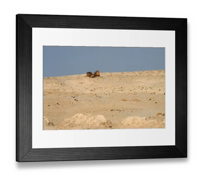 Framed Print : Two Male Lions (Panthera leo) Lying Next to Each Other on a Sand Dune