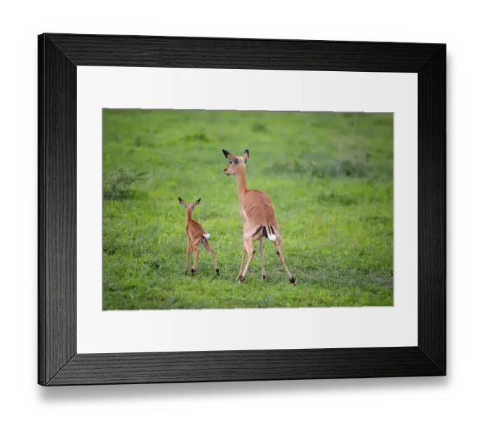 Framed Print : Impala (Aepyceros melampus) Female with Lamb - Urinating Framed Print : Impala (Aepyceros melampus) Female with Lamb - Urinating