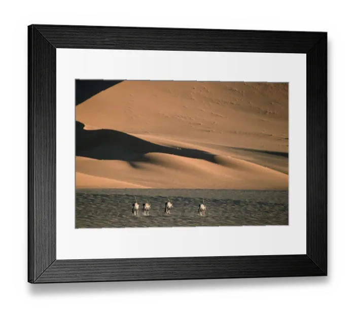 Framed Print : Herd of Gemsbok (Oryx gazella) Walking on Dry Desert Plain Framed Print : Herd of Gemsbok (Oryx gazella) Walking on Dry Desert Plain