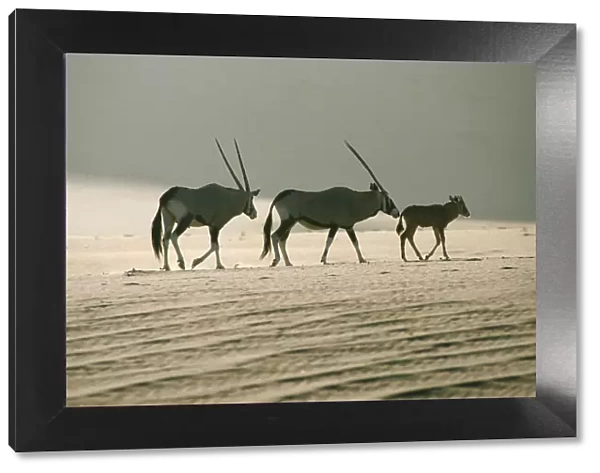 Gemsbok (Oryx gazella) Family Walking Across Dry Desert Plain