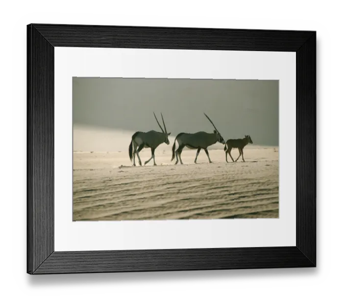 Framed Print : Gemsbok (Oryx gazella) Family Walking Across Dry Desert Plain Framed Print : Gemsbok (Oryx gazella) Family Walking Across Dry Desert Plain