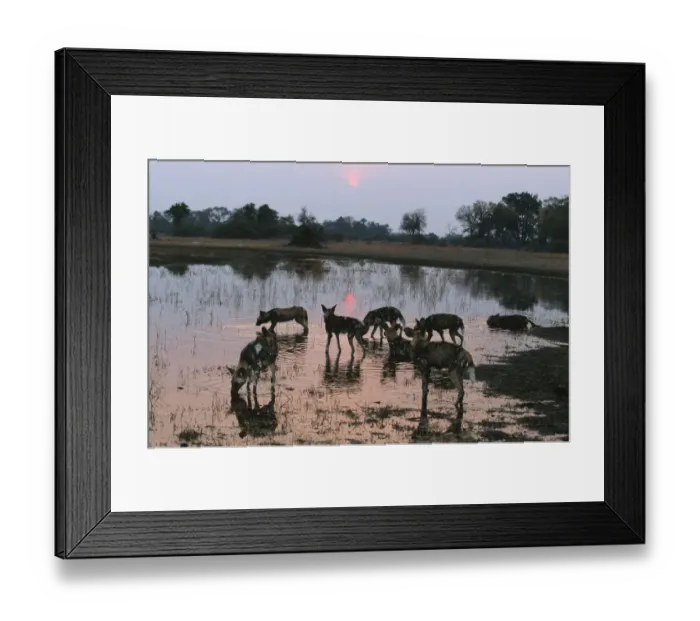 Framed Print : Wild Dog (Lycaon pictus) Pack at Waters Edge at Sunset Framed Print : Wild Dog (Lycaon pictus) Pack at Waters Edge at Sunset