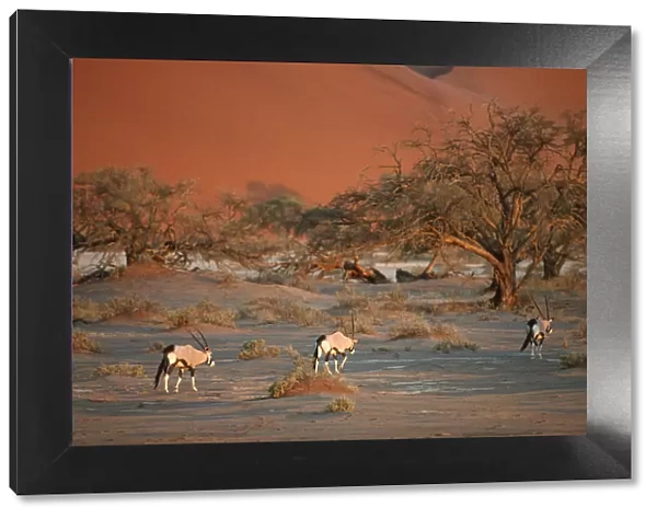 Gemsbok (Oryx gazella) Herd Walking on Desert Plain