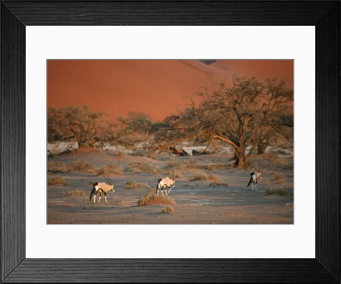 Framed Print : Gemsbok (Oryx gazella) Herd Walking on Desert Plain