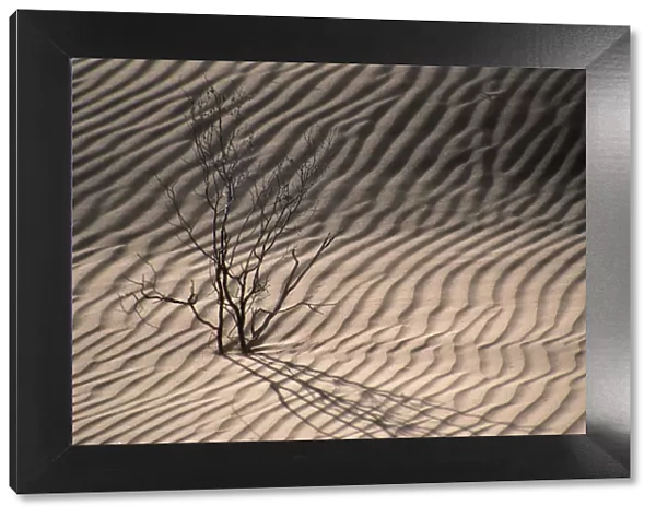 Dry Bush Casting a Shadow on the Rippled Desert Sand