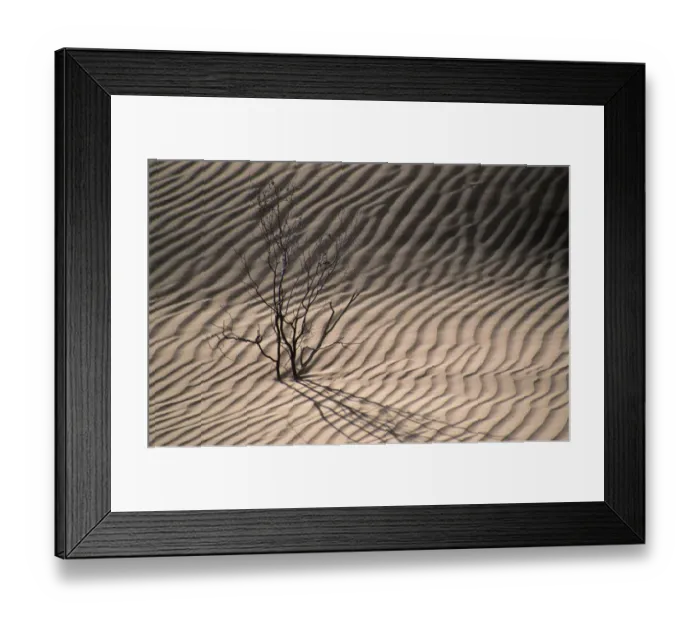 Framed Print : Dry Bush Casting a Shadow on the Rippled Desert Sand