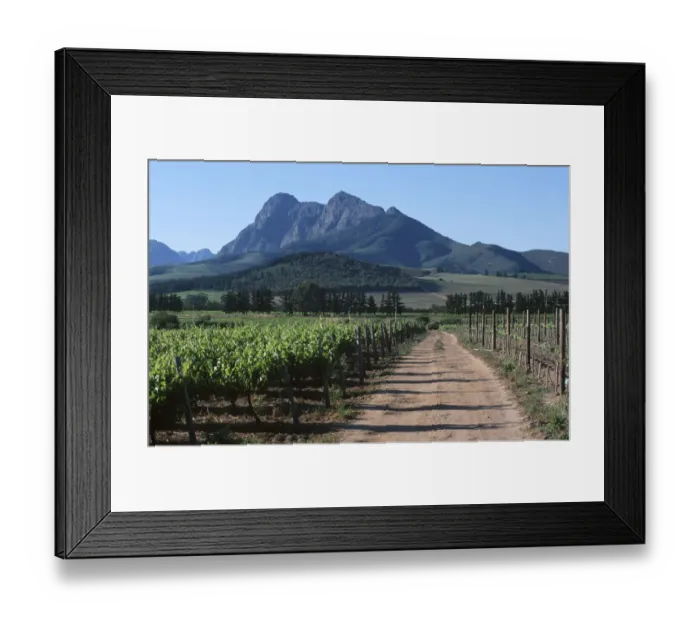Framed Print : Dirt Road Running Through Vineyard with Mountains in the Background Framed Print : Dirt Road Running Through Vineyard with Mountains in the Background