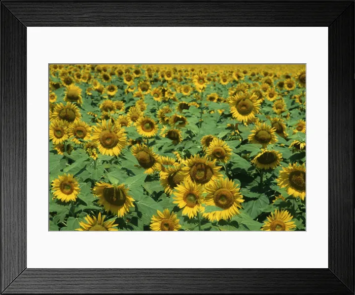 Framed Print : Field of Sunflowers Framed Print : Field of Sunflowers