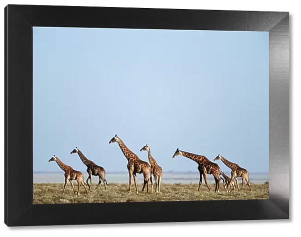 Giraffe (Giraffa camelopardalis) Herd on an Open Plain