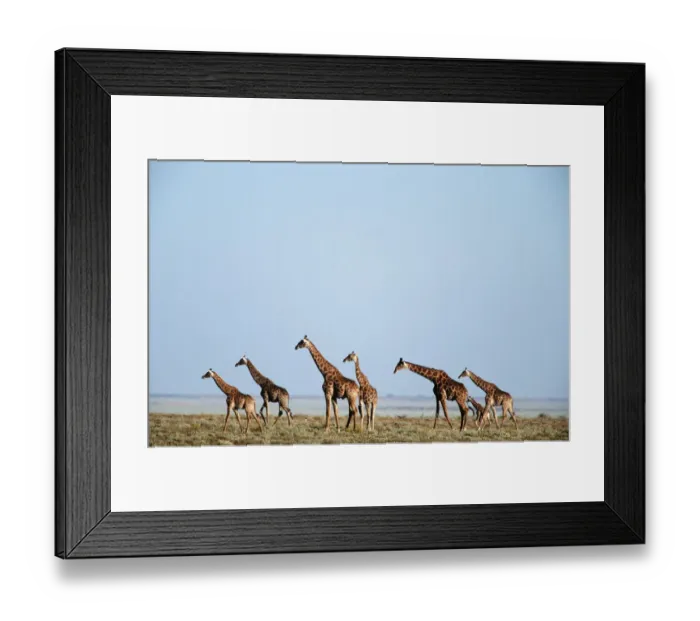 Framed Print : Giraffe (Giraffa camelopardalis) Herd on an Open Plain