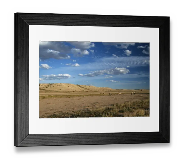 Framed Print : Long Shot of Gemsbok (Oryx gazella) Herd Standing on Desert Plain Framed Print : Long Shot of Gemsbok (Oryx gazella) Herd Standing on Desert Plain