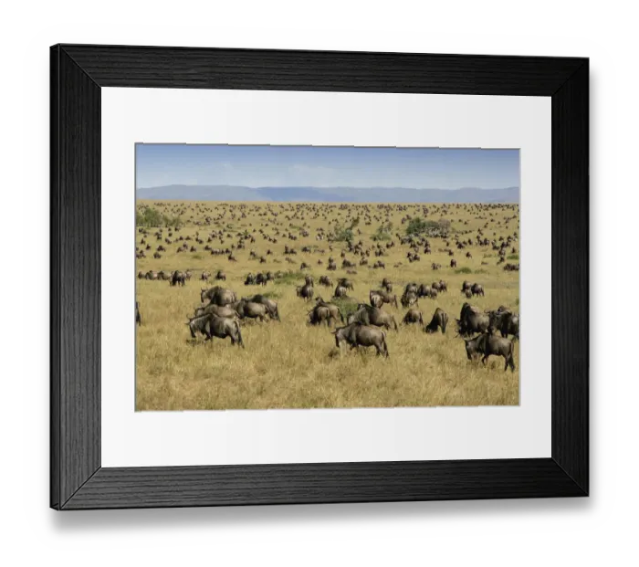 Framed Print : Herd of Blue Wildebeest (Connochaetes taurinus) Migrating Framed Print : Herd of Blue Wildebeest (Connochaetes taurinus) Migrating