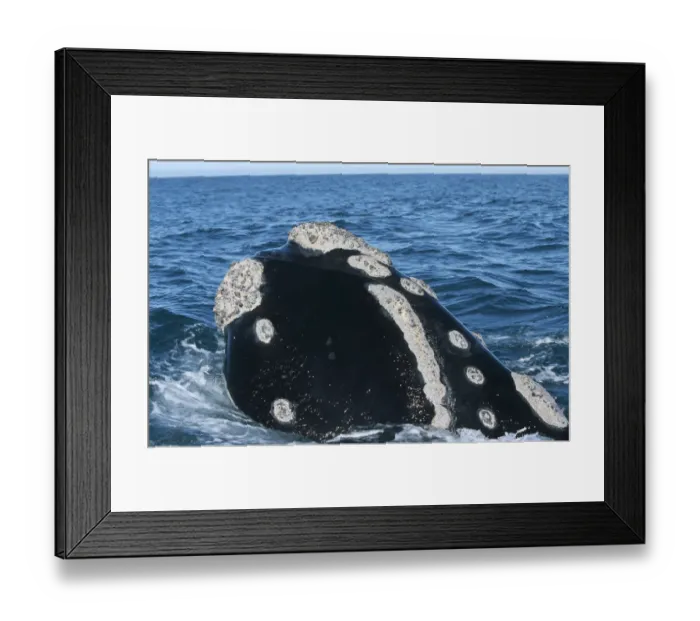 Framed Print : Southern Right Whale (Eubaleana Australis) Spy Hopping in the Ocean Framed Print : Southern Right Whale (Eubaleana Australis) Spy Hopping in the Ocean