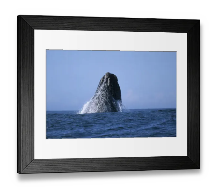 Framed Print : Southern Right Whale (Eubaleana Australis) Breaching the Ocean Surface Framed Print : Southern Right Whale (Eubaleana Australis) Breaching the Ocean Surface