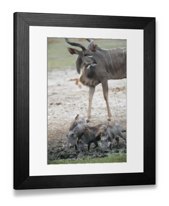 Framed Print : Kudu (Tragelaphus) and Warthog (Phacochoerus africanus) Trio on Muddy Plain