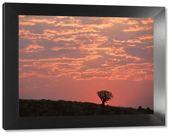 Sunset Silhouette a of Quiver Tree (Aloe dichotoma)