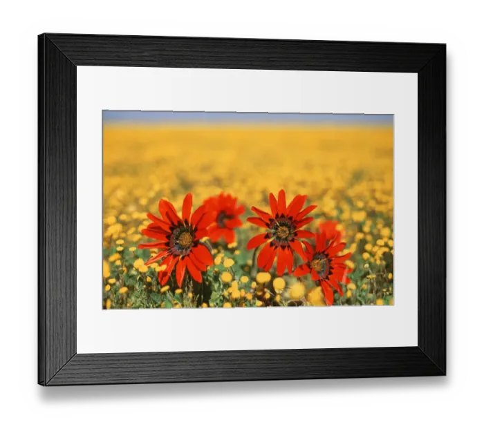 Framed Print : Four Red Wild Daisies amongst a Field of Yellow Wild Flowers Framed Print : Four Red Wild Daisies amongst a Field of Yellow Wild Flowers
