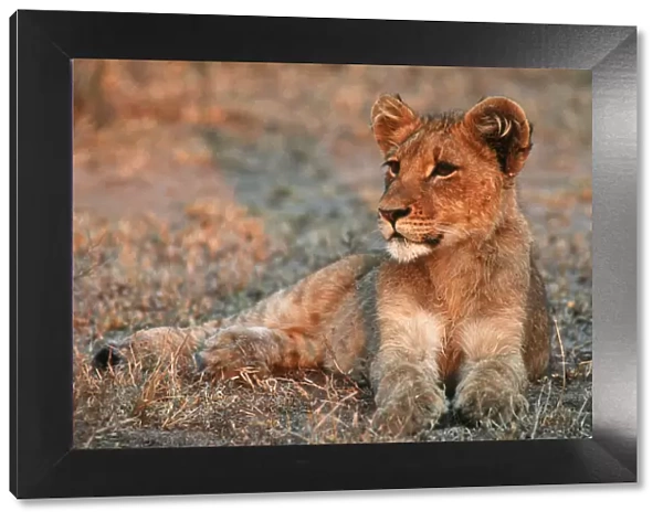 Lion Cub (Panthera leo) Lying in the Veld and Pondering