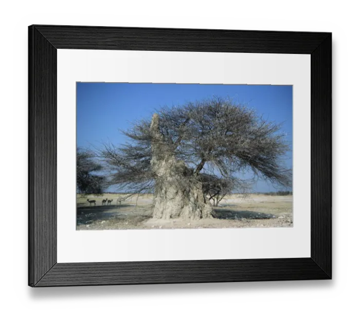Framed Print : An Acacia Tree Being Taken Over by a Termite Mound Framed Print : An Acacia Tree Being Taken Over by a Termite Mound