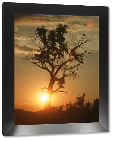 Portrait of a Silhouette of a Tree at Sunset