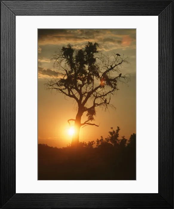 Framed Print : Portrait of a Silhouette of a Tree at Sunset Framed Print : Portrait of a Silhouette of a Tree at Sunset